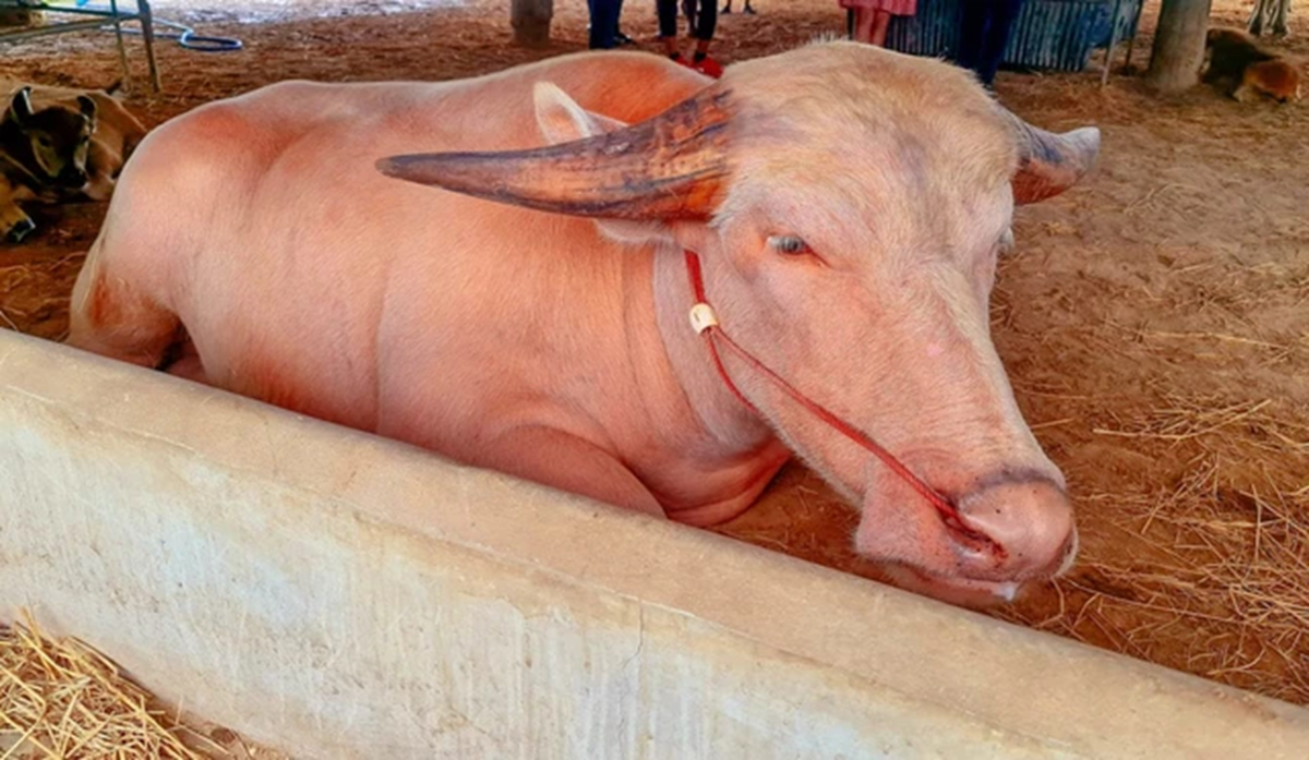 Con trâu bạch tạng được trả giá 1,4 tỷ đồng, chủ trâu cân nhắc mãi mới chịu bán- Ảnh 2.