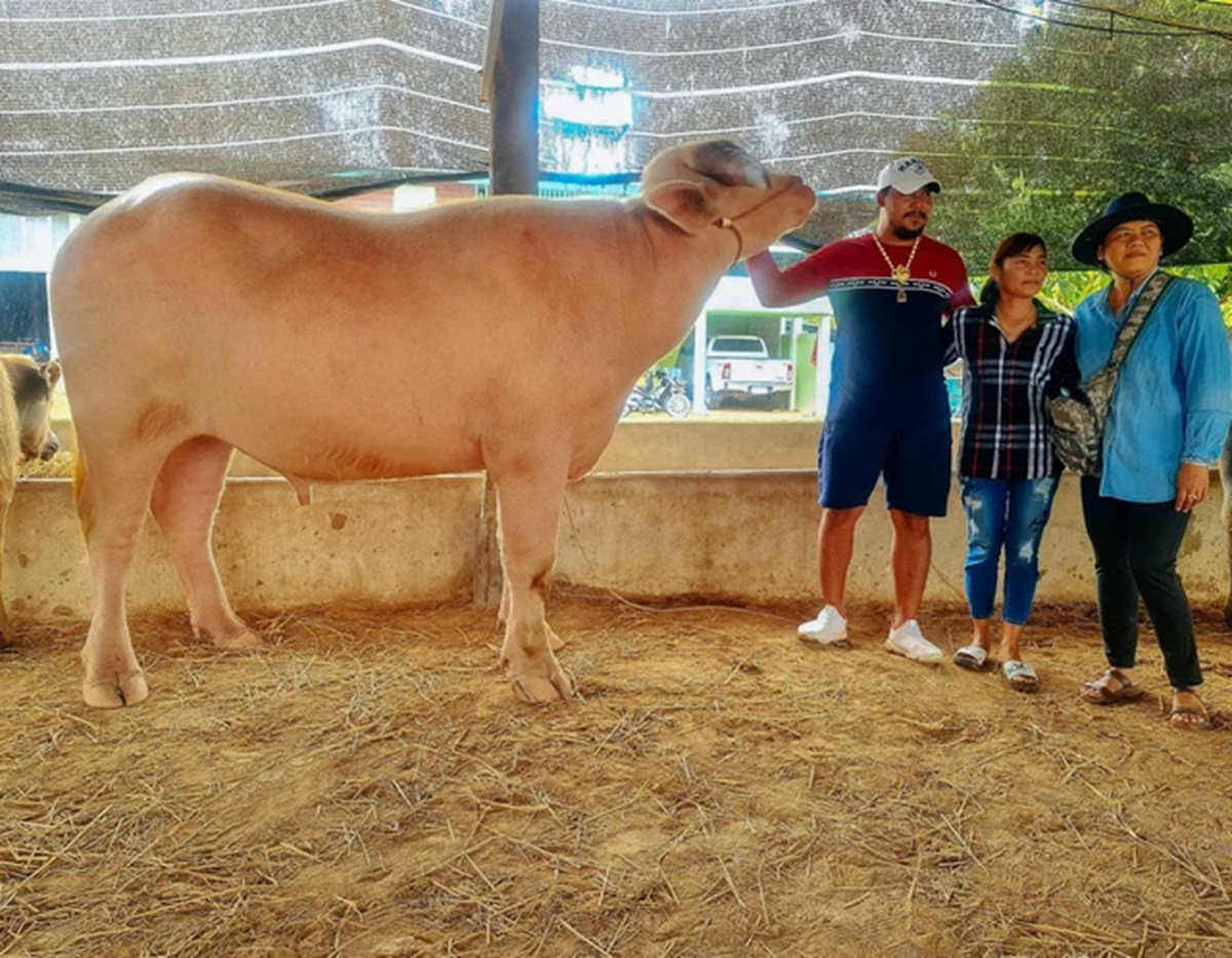 Con trâu bạch tạng được trả giá 1,4 tỷ đồng, chủ trâu cân nhắc mãi mới chịu bán- Ảnh 1.