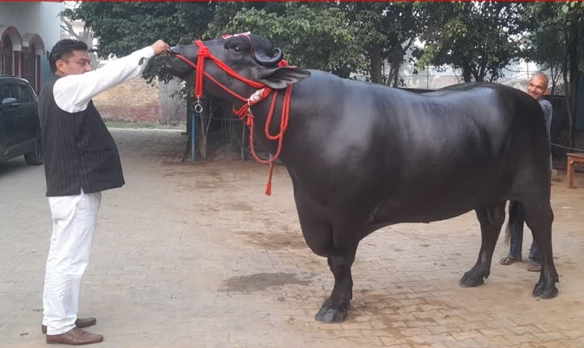 Con trâu khổng lồ được trả 30 tỷ đồng, chủ nhân