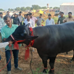 Con trâu khổng lồ được trả 30 tỷ đồng, chủ nhân "kiêu" không bán con trau duoc tra 30 ty dong nguoi dan ong kieu khong ban 9 17616273796971001606797 1761644645161 1761644645387600233068