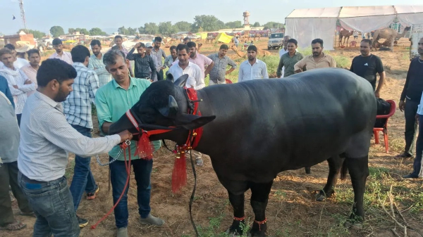 Con trâu khổng lồ được trả 30 tỷ đồng, chủ nhân "kiêu" không bán 30 Con trâu khổng lồ được trả 30 tỷ đồng, chủ nhân "kiêu" không bán con trau duoc tra 30 ty dong nguoi dan ong kieu khong ban 9 17616273796971001606797 1761644645161 1761644645387600233068