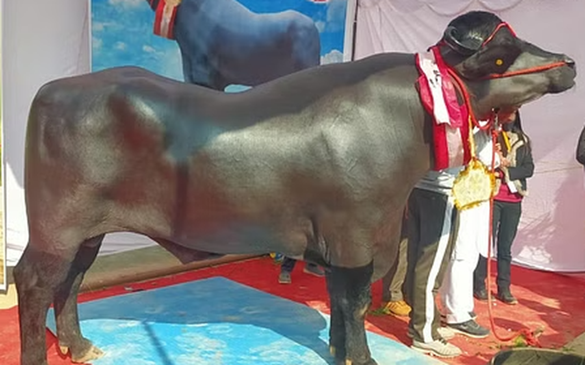 Con trâu khủng giá 65 tỷ đồng, ít hơn chủ nhân