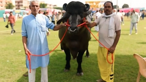 Con trâu màu đen giá 70 tỷ, anh nông dân vẫn "chưa ưng bán" con trau khung 70 ty anh nong dan van chua ung ban 9 1762077977091605293390 1762138909001 1762138909196518253008