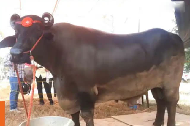 Con trâu màu đen khổng lồ có giá 90 tỷ đồng- Ảnh 2.