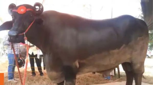 Con trâu màu đen khổng lồ có giá 90 tỷ đồng 28 Con trâu màu đen khổng lồ có giá 90 tỷ đồng con trau sen khong lo gia 90 ty dong 1761480002207353579710 17615629052901945551471