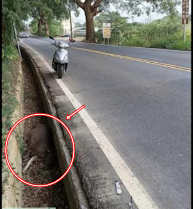 Con vật nặng hơn 100kg chết bất thường trong mương giữa dịch bệnh: Cư dân lo ngại, chính quyền vào cuộc- Ảnh 2.