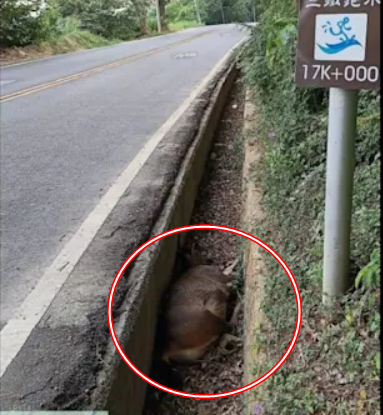 Con vật nặng hơn 100kg chết bất thường trong mương giữa dịch bệnh: Cư dân lo ngại, chính quyền vào cuộc- Ảnh 3.