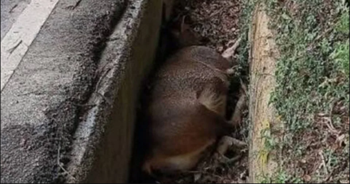 Con vật nặng hơn 100kg chết bất thường trong mương giữa dịch bệnh: Cư dân lo ngại, chính quyền vào cuộc- Ảnh 1.