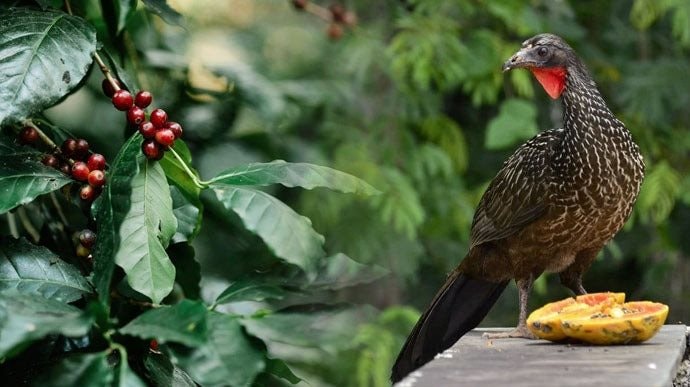 Giống đến 90% cà phê chồn từ Việt Nam, quốc gia đối thủ đang nhân giống một loại cà phê chim có giá 35 triệu đồng/kg – được khắp Á, Âu săn đón- Ảnh 1.