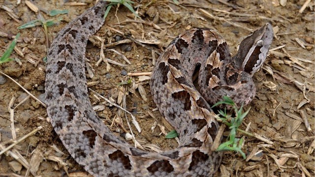 Tưởng tìm được nấm trong rừng, người phụ nữ vừa đưa tay ra hái thì hét lớn, chứng kiến cảnh ám ảnh- Ảnh 4.