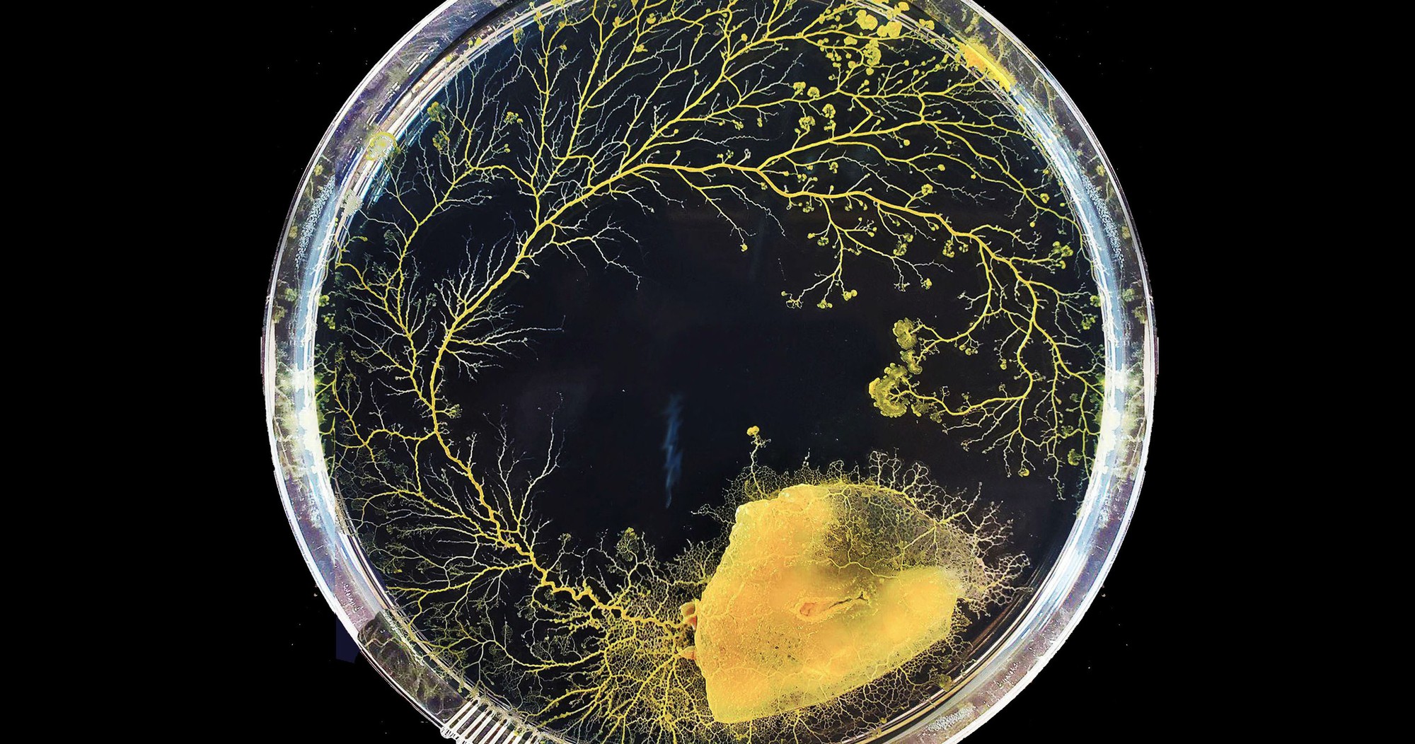 cropped-physarum-spatial-decision-making-growth-in-petri-dish-17648399352062146399955-1764867591878-1764867592350673267981 "Quái vật" kỳ lạ nhất hành tinh: Không não nhưng rất thông minh, có gần 720 giới tính cropped physarum spatial decision making growth in petri dish 17648399352062146399955 1764867591878 1764867592350673267981