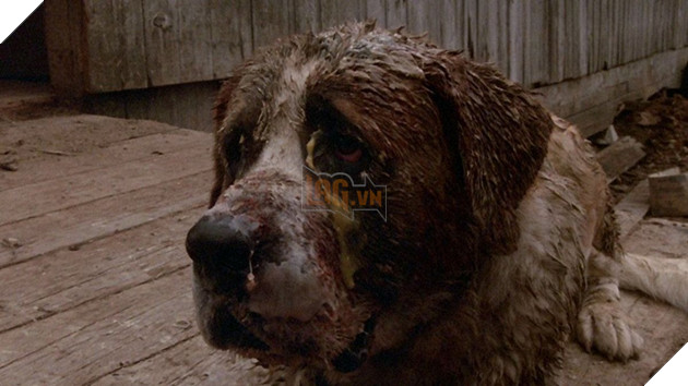 Man Hoa Dai Cua Chu Cho Than Thien Trong Tua Phim Cujo Chuan Bi Tai Xuat Man Anh 3 Màn Hóa Dại Của Chú Chó Thân Thiện Trong Tựa Phim Cujo Chuẩn Bị Tái Xuất Màn Ảnh 3