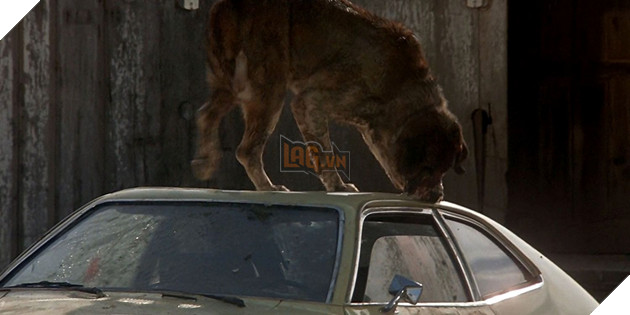 Man Hoa Dai Cua Chu Cho Than Thien Trong Tua Phim Cujo Chuan Bi Tai Xuat Man Anh 2 Màn Hóa Dại Của Chú Chó Thân Thiện Trong Tựa Phim Cujo Chuẩn Bị Tái Xuất Màn Ảnh 2