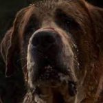 Màn Hóa Dại Của Chú Chó Thân Thiện Trong Tựa Phim Cujo Chuẩn Bị Tái Xuất Màn Ảnh cujo3jpg aggqjpg