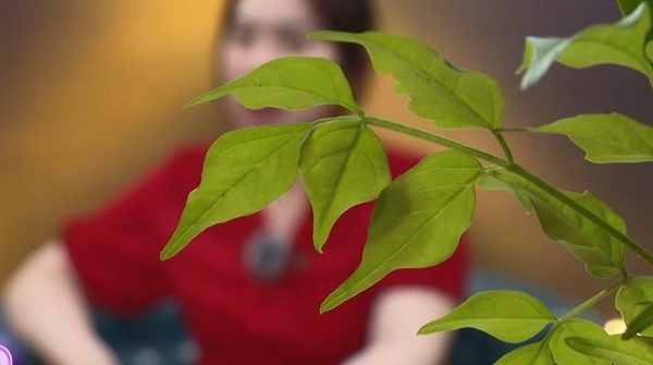 Cưới chạy bầu, cô gái bị cả gia đình hai bên ruồng bỏ cuoi chay bau 1747141940 815 width740height495 auto cropjpg