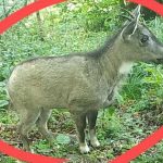 Loài động vật quý hiếm chưa từng thấy trước nay vừa xuất hiện, cả thành phố phải thay đổi kế hoạch d8392623 1757476307632 1757476308931441438158 1757487674800 1757487675349464147086 2 0 377 600 crop 17574876934911698157403jpg