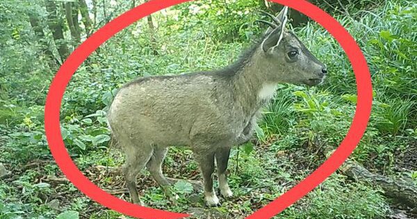 Loài động vật quý hiếm chưa từng thấy trước nay vừa xuất hiện, cả thành phố phải thay đổi kế hoạch 30 Loài động vật quý hiếm chưa từng thấy trước nay vừa xuất hiện, cả thành phố phải thay đổi kế hoạch d8392623 1757476307632 1757476308931441438158 1757487674800 1757487675349464147086 2 0 377 600 crop 17574876934911698157403jpg