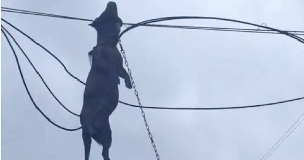 Sức mạnh kinh hoàng của bão Ragasa: Chú chó săn bị gió cuốn lên dây điện tử vong thương tâm- Ảnh 1.