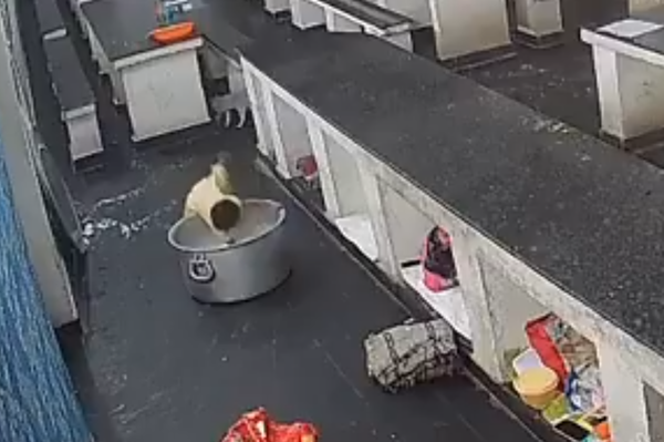 Bé gái 17 tháng tuổi tử vong thương tâm sau khi ngã vào nồi sữa nóng trong bếp trường học- Ảnh 1. Bé gái 17 tháng tuổi tử vong thương tâm sau khi ngã vào nồi sữa nóng trong bếp trường học- Ảnh 1.