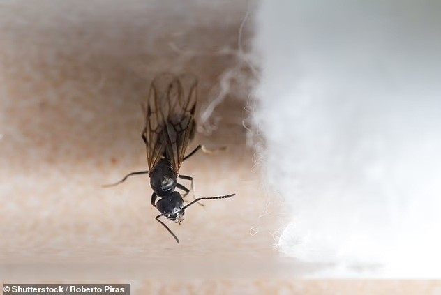 Đại quân ‘siêu kiến’ phá hoại châu Âu, gây mất điện, cắt đứt internet- Ảnh 3.