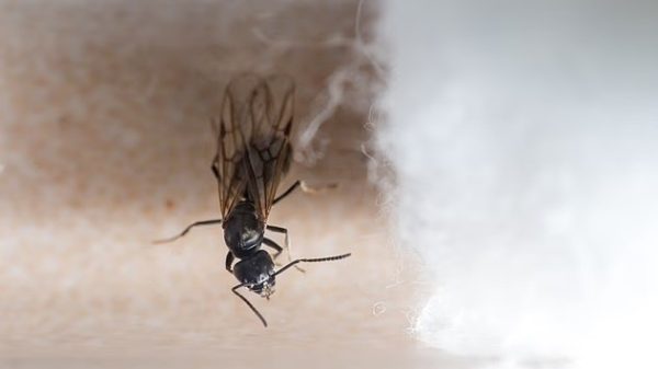 Đại quân ‘siêu kiến’ phá hoại châu Âu, gây mất điện, cắt đứt internet 29 Đại quân ‘siêu kiến’ phá hoại châu Âu, gây mất điện, cắt đứt internet dai quan sieu kien pha hoai chau au gay mat dien cat dut internet 3 1749608976806 17496089769201117338131