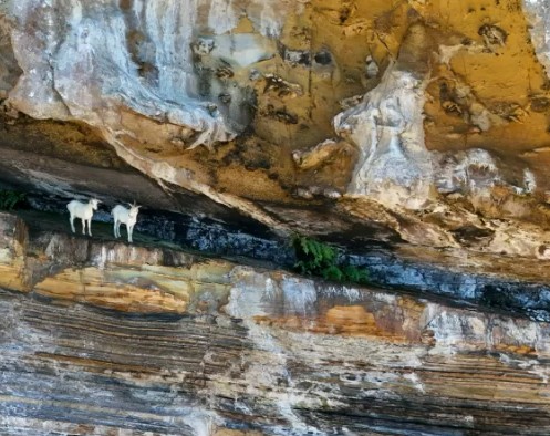 Giới khoa học bối rối khi phát hiện đàn dê sống sót hơn 250 năm trên đảo hoang không có nước ngọt- Ảnh 1.