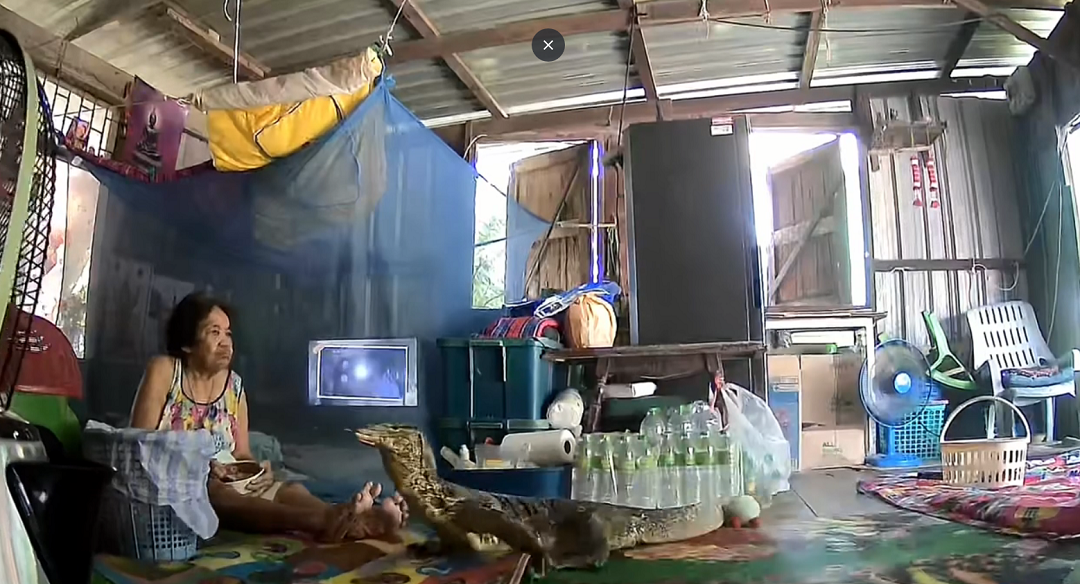 Đang ăn cơm, cụ bà hốt hoảng thấy con vật Đang ăn cơm, cụ bà hốt hoảng thấy con vật