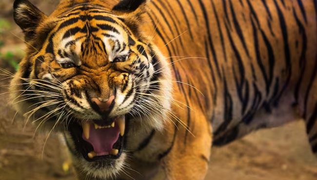 Đang cạo mủ cao su, người đàn ông 44 tuổi bị hổ dữ vồ tử vong- Ảnh 2. Đang cạo mủ cao su, người đàn ông 44 tuổi bị hổ dữ vồ tử vong- Ảnh 2.