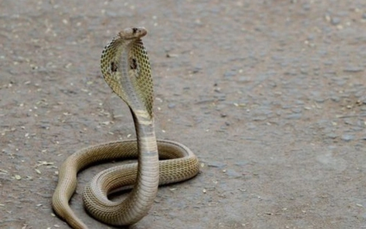 Đang chơi ngoài sân, thấy rắn hổ mang cậu bé 1 tuổi làm một việc khiến cả làng sửng sốt- Ảnh 1. Đang chơi ngoài sân, thấy rắn hổ mang cậu bé 1 tuổi làm một việc khiến cả làng sửng sốt- Ảnh 1.
