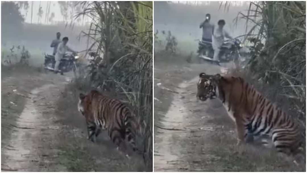 Đang đi dạo, người nông dân