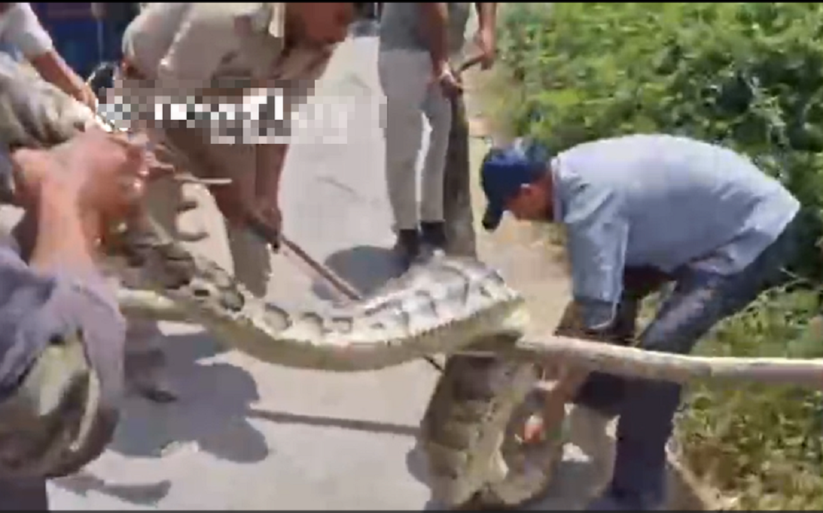 Đang làm đồng, người dân bỗng thấy cảnh tượng