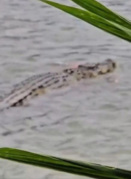 Đang tắm sông, cụ ông 80 tuổi bị cá sấu cắn tử vong- Ảnh 1. Đang tắm sông, cụ ông 80 tuổi bị cá sấu cắn tử vong- Ảnh 1.