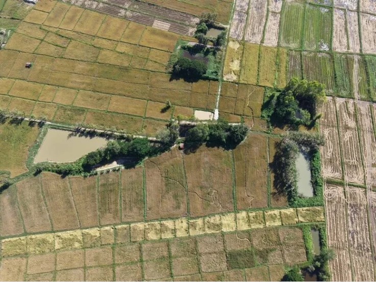 Cánh đồng gần chùa bỗng đổi dạng trong một đêm, dân làng xôn xao