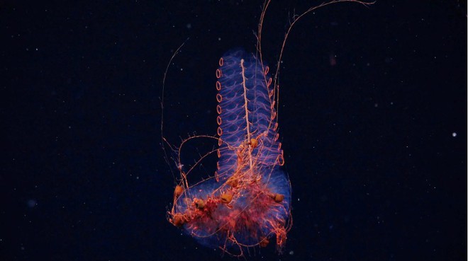 Đặt camera xuống biển sâu, phát hiện nhiều sinh vật kỳ lạ khiến các nhà khoa học sửng sốt- Ảnh 2.