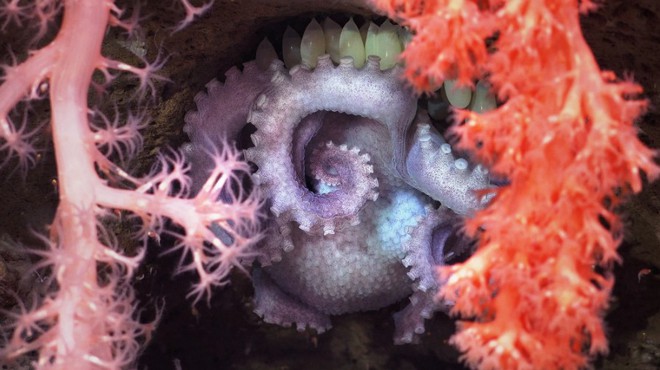Đặt camera xuống biển sâu, phát hiện nhiều sinh vật kỳ lạ khiến các nhà khoa học sửng sốt- Ảnh 5.