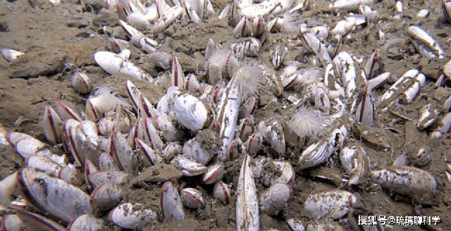 Ở độ sâu 9533 mét dưới biển, các nhà khoa học đã phát hiện ra một quần thể sinh vật siêu lớn, làm đảo lộn nhận thức của con người- Ảnh 2.