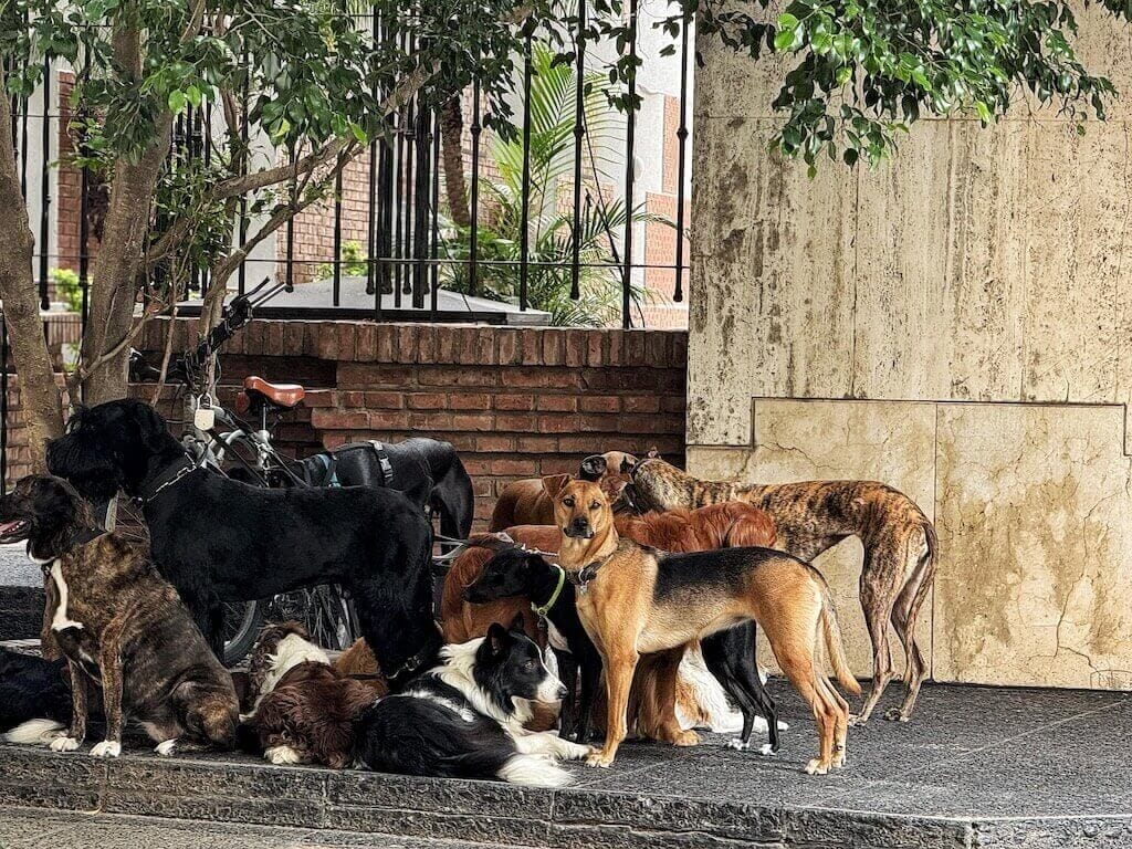 Bên trong thành phố nơi mọi người nuôi chó nhiều hơn nuôi em bé: Không phải ở Hàn Quốc, Nhật Bản hay châu Âu- Ảnh 3. Bên trong thành phố nơi mọi người nuôi chó nhiều hơn nuôi em bé: Không phải ở Hàn Quốc, Nhật Bản hay châu Âu- Ảnh 3.