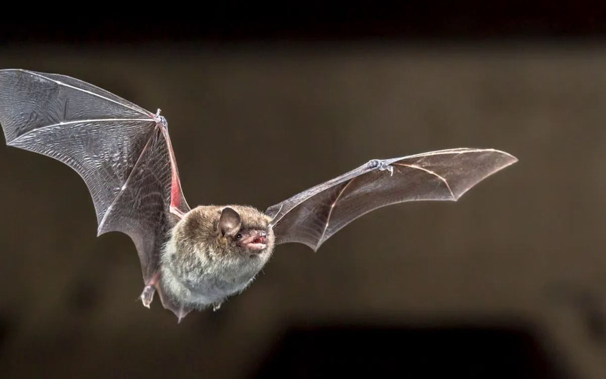 (Ảnh minh họa: Baku)