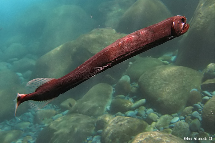 Loài thủy quái đáng sợ nhất hành tinh- Ảnh 1.