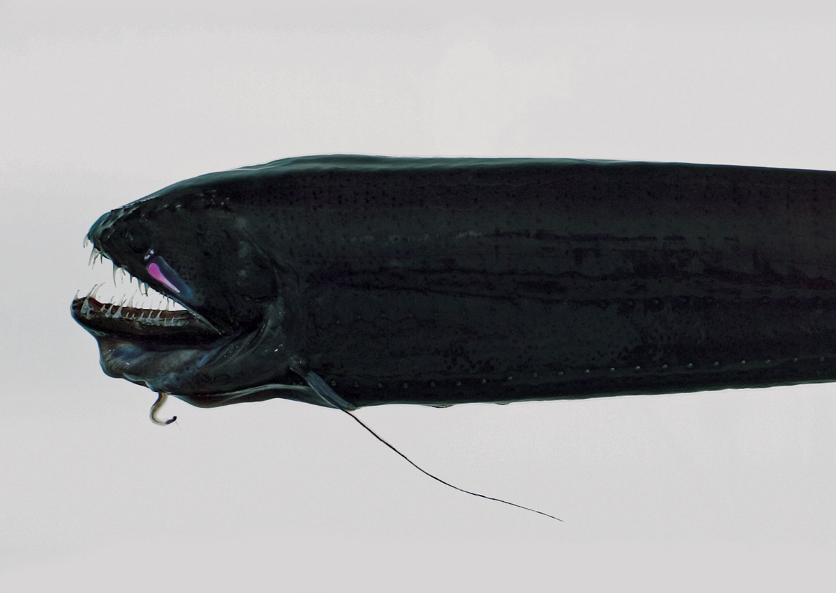 Loài thủy quái đáng sợ nhất hành tinh- Ảnh 2.