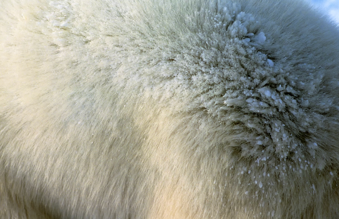 Mấy sợi lông êm mượt này có thể cứu giúp nhân loại- Ảnh 1. Mấy sợi lông êm mượt này có thể cứu giúp nhân loại- Ảnh 1.