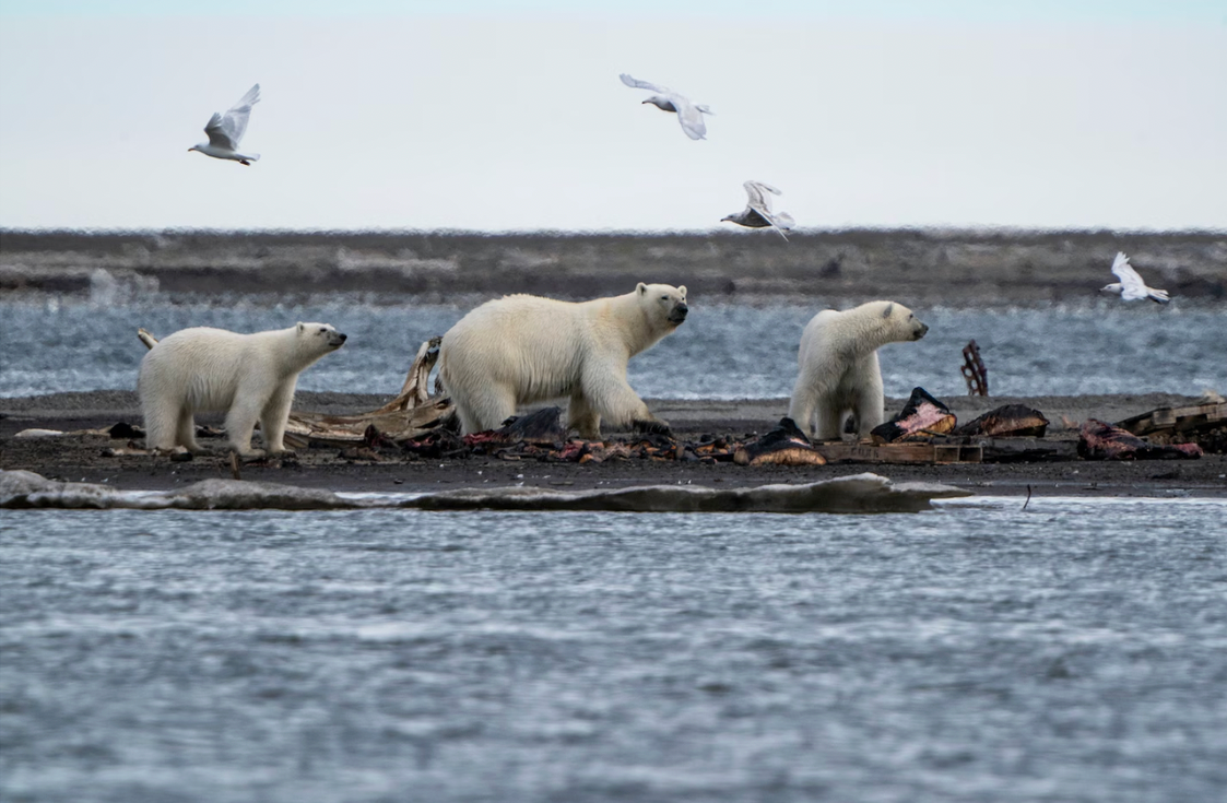 Mấy sợi lông êm mượt này có thể cứu giúp nhân loại- Ảnh 2. Mấy sợi lông êm mượt này có thể cứu giúp nhân loại- Ảnh 2.