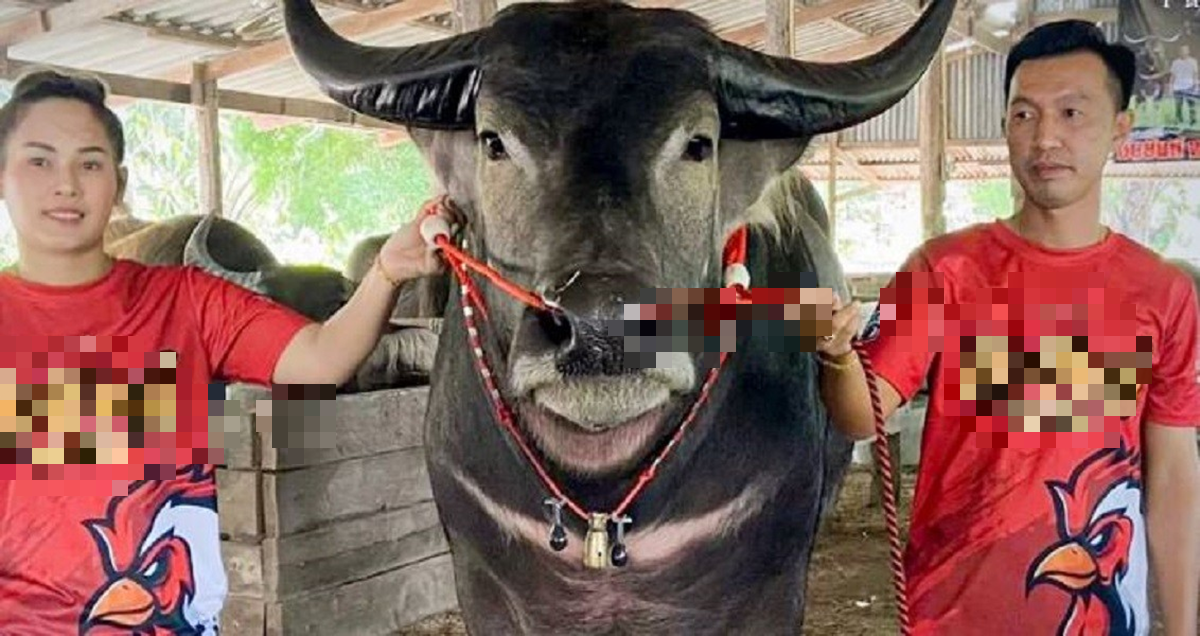 Anh nông dân có con trâu