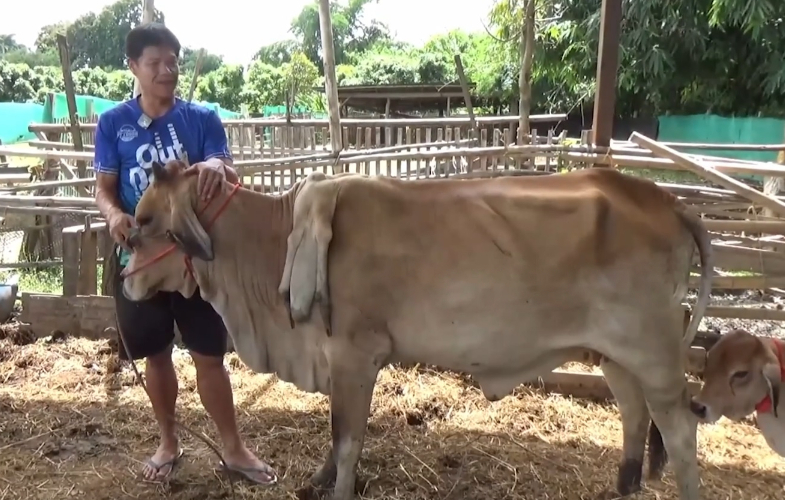 Bò 6 chân được trả 81 triệu đồng, người đàn ông từ chối bán- Ảnh 1.