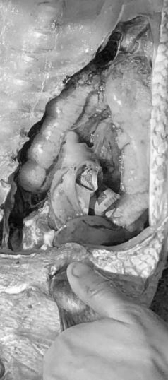 Mổ bụng cá, ngư dân sốc nặng khi phát hiện tiền mặt bên trong- Ảnh 1.