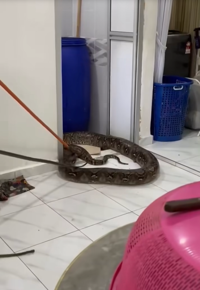 Trăn khổng lồ chọc thủng trần nhà vệ sinh, gây kinh hãi ở Malaysia- Ảnh 2. Trăn khổng lồ chọc thủng trần nhà vệ sinh, gây kinh hãi ở Malaysia- Ảnh 2.