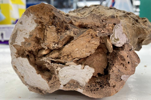 Quái thú 66 triệu tuổi Quái thú 66 triệu tuổi