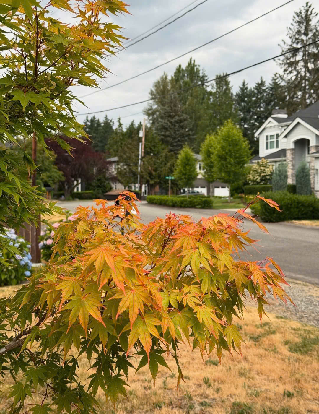 Thả dáng Thả dáng