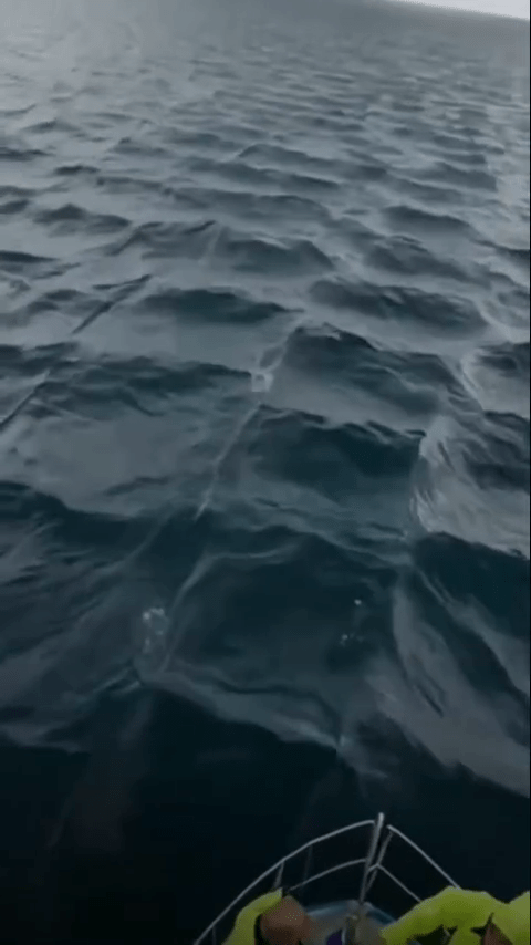 Video ghi lại cảnh tượng lạ giữa biển khơi: Ban đầu cứ ngỡ sóng đẹp, nhìn kỹ mới thấy lạnh gáy- Ảnh 2.