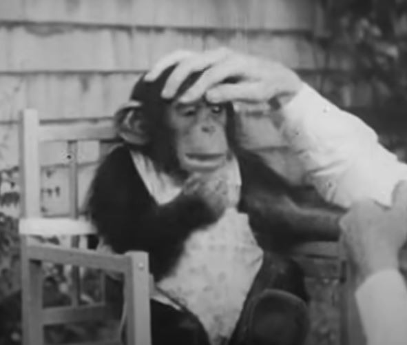 Người đàn ông nuôi con trai 10 tháng tuổi cùng một con tinh tinh, cái kết khiến ai nấy đều xót xa- Ảnh 3. Người đàn ông nuôi con trai 10 tháng tuổi cùng một con tinh tinh, cái kết khiến ai nấy đều xót xa- Ảnh 3.